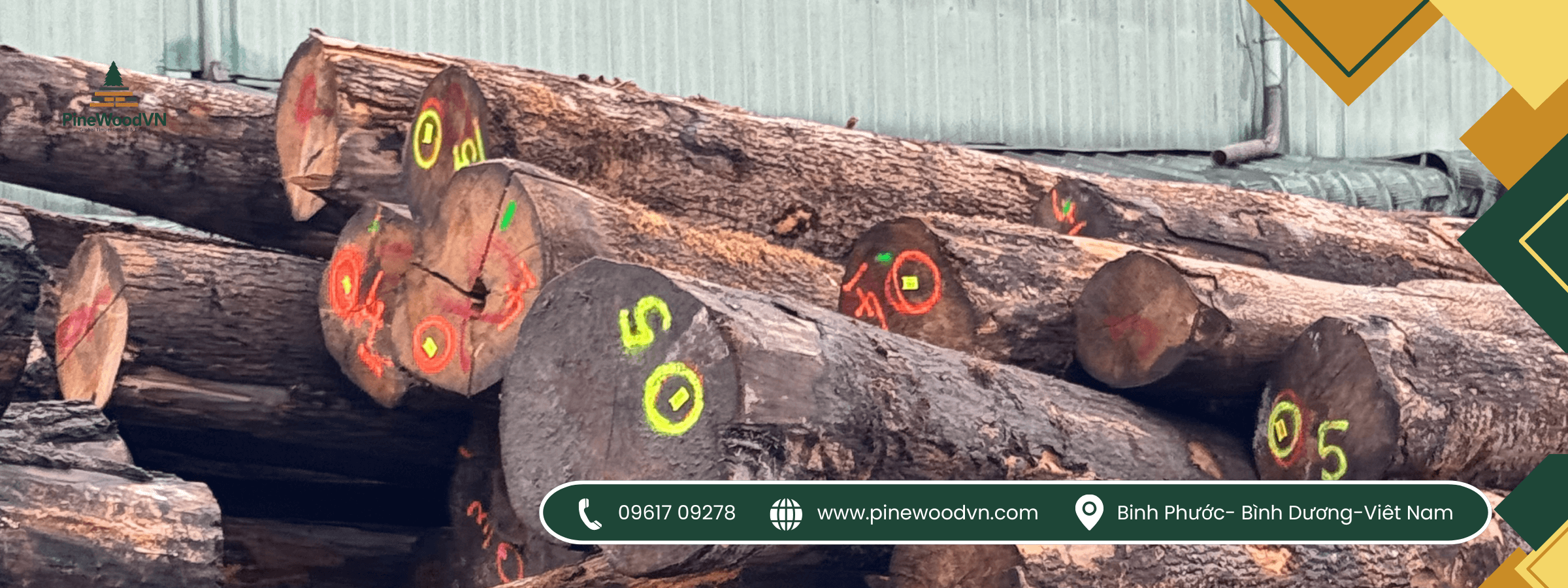 gỗ thông pinewoodvn