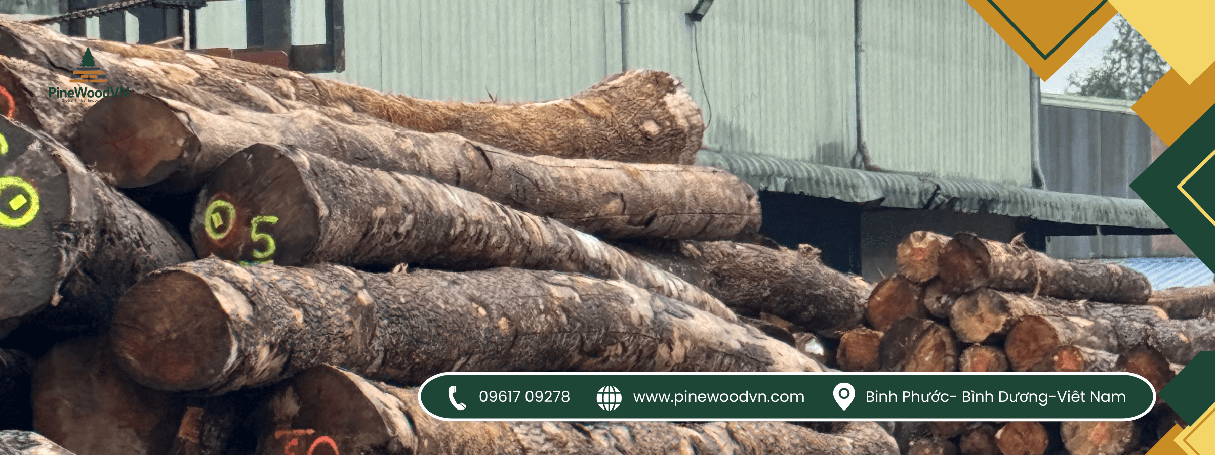 gỗ thông pinewoodvn