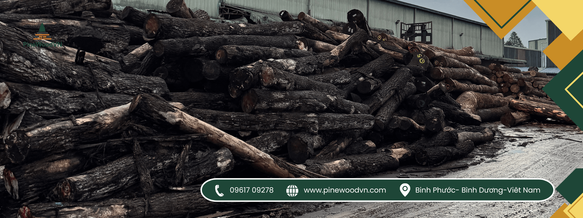 gỗ thông pinewoodvn